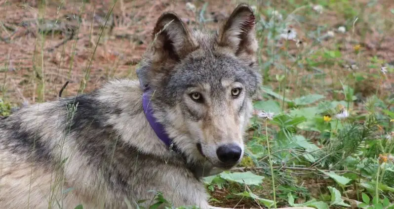 The First Gray Wolf To Roam Southern California In 100 Years Was Just Struck And Killed By A Vehicle