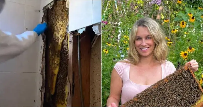 Florida Beekeeper Removes 80,000 Bees (And 100 Pounds Of Honey) From Shower Wall