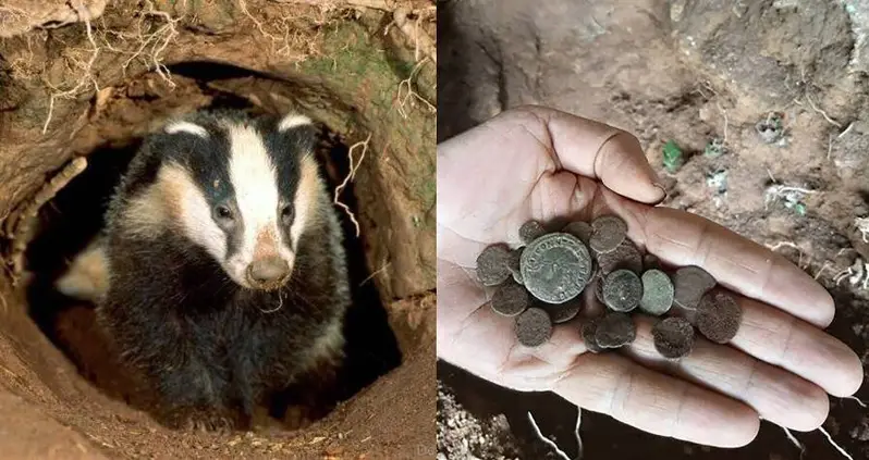 Hungry Badger Leads Archeologists To ‘Exceptional’ Collection Of Roman-Era Coins In Spain