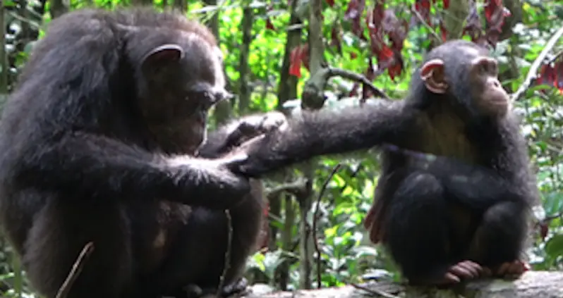 Scientists Observe Chimps Treating Their Wounds With Bugs In Historic First