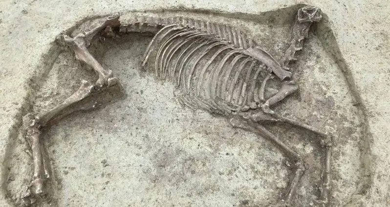 1,400-Year-Old Headless Horse Discovered Buried Alongside Rider In Germany