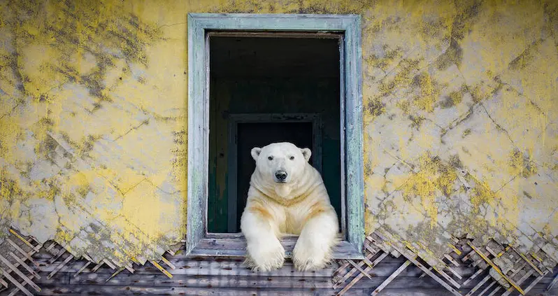 Polar Bears Have Begun To Take Over Abandoned Soviet Buildings Above The Arctic Circle