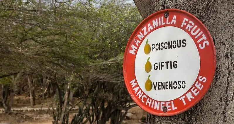 Discover The Manchineel Tree, The Plant So Toxic That Its Nickname Is The ‘Tree Of Death’