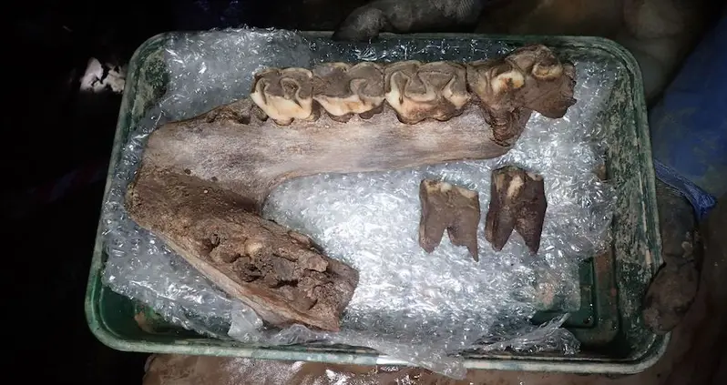 Treasure Trove Of Ice Age Animal Remains Found During Construction In England