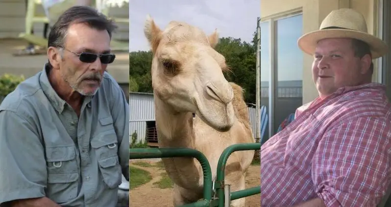 A Rampaging Camel Killed Two Men At A Tennessee Petting Zoo