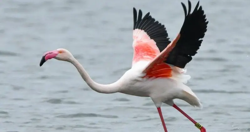 This Fugitive Flamingo Was Just Spotted In Texas After Escaping From A Kansas Zoo 17 Years Ago