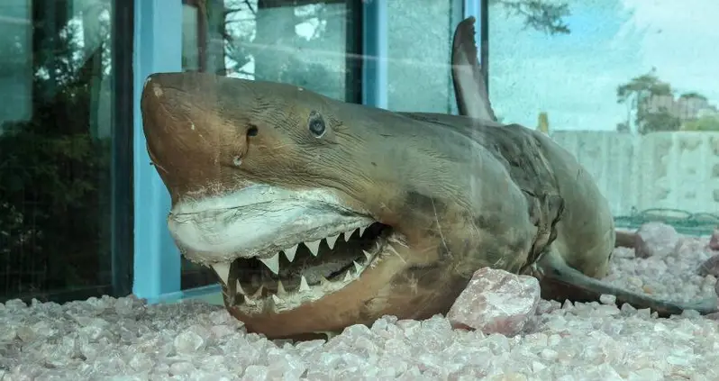 The Incredible Story Of Rosie The Shark, The Preserved Great White Found In An Abandoned Wildlife Park