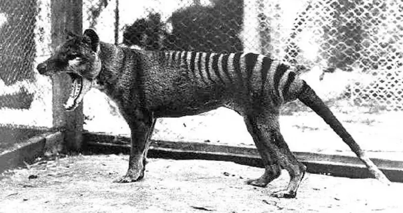 Australian Scientists Hope To Resurrect The Extinct Tasmanian Tiger Within 10 Years Using DNA Sequencing