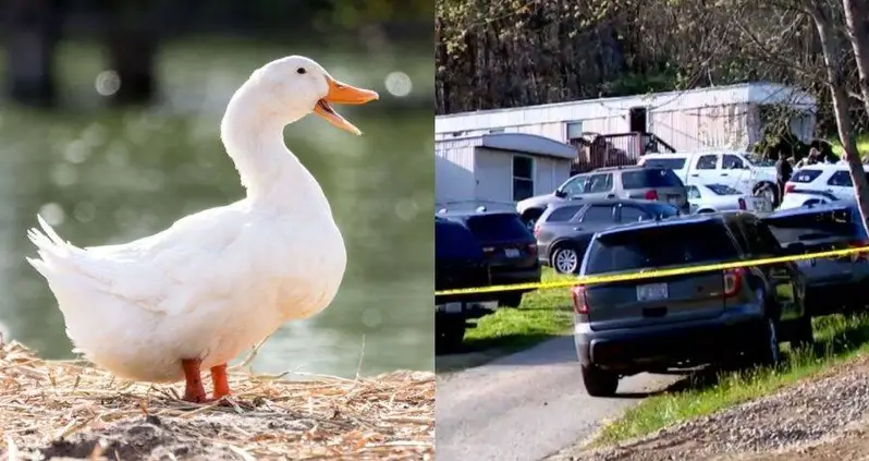 A Pet Duck In North Carolina Just Found The Remains Of A Missing Woman