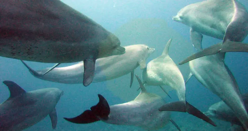New Study Shows Dolphins Recognize Their Friends By The Taste Of Their Urine