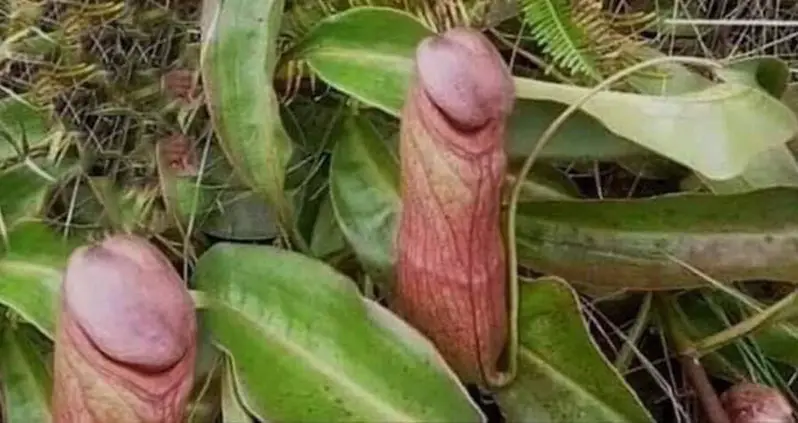 The Cambodian Government Is Begging People To Stop Picking These Ultra-Rare ‘Penis Plants’