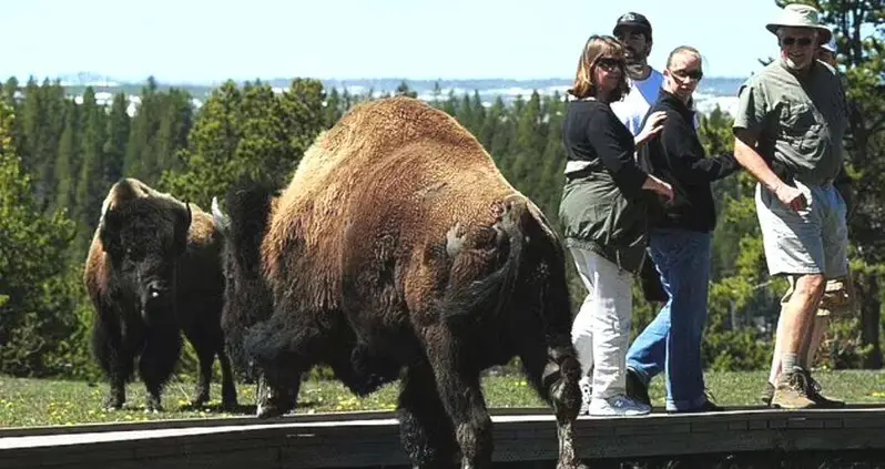 Ohio Woman Gored By Bison At Yellowstone National Park After Getting Too Close