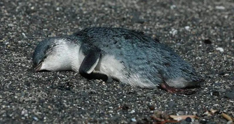 Hundreds Of Dead Blue Penguins Are Washing Ashore In New Zealand Every Day