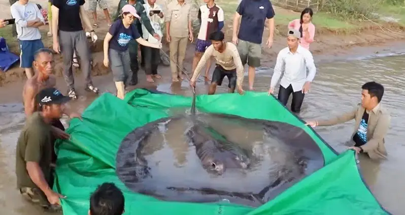 Fishermen In Cambodia Just Caught A Massive Stingray Believed To Be The World’s Biggest Freshwater Fish