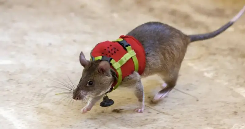 These Rats Are Being Trained To Wear Tiny Backpacks — So That They Can Rescue Earthquake Survivors Trapped In Rubble