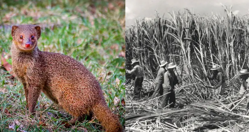 The Bizarre History Of The Mongoose In Hawaii And Why Colonial Sugar Barons Are To Blame For The Havoc It’s Caused