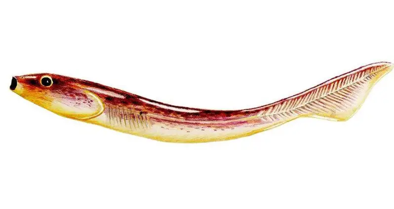 Scientists Just Determined This Prehistoric Fish May Be The Earliest Known Human Ancestor
