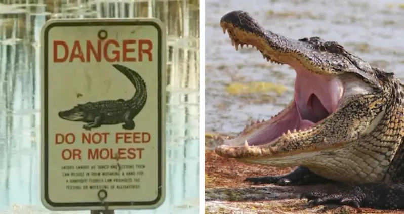 Florida Man Found Dead In Alligator-Infested Lake After Fishing For Frisbees To Sell