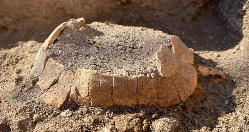 Archaeologists Just Discovered The 2,000-Year-Old Remains Of A Tortoise And Her Egg Beneath A Destroyed Shop In Pompeii