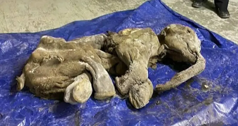 Gold Miners In Canada Just Unearthed The Most Well-Preserved Woolly Mammoth Ever Found In North America