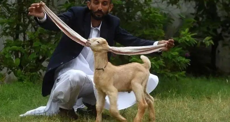 Meet Simba, The Pakistani Goat With Ears So Long He Might Set A World Record