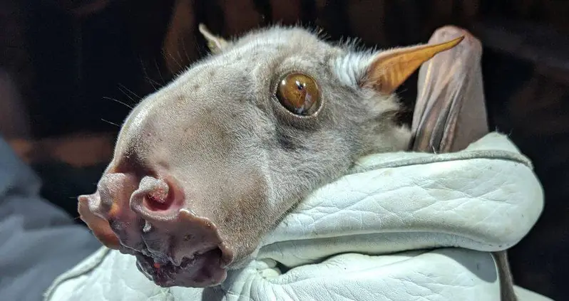 Meet The Hammer-Headed Bat, The African Megabat That’s Been Dubbed One Of The World’s Ugliest Creatures
