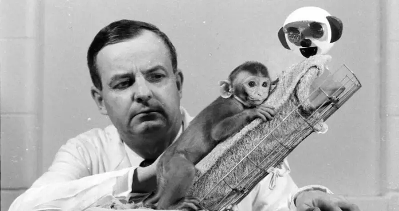 Inside The Controversial Story Of Harry Harlow, The Psychologist Who Studied Maternal Love By Experimenting On Monkeys