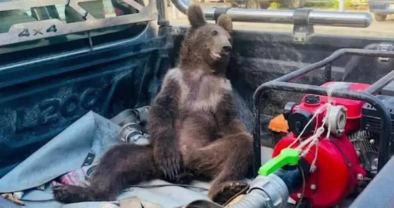 This Bear Cub In Turkey Had To Be Rescued From A Bad Trip After Accidentally Gorging On Hallucinogenic Honey