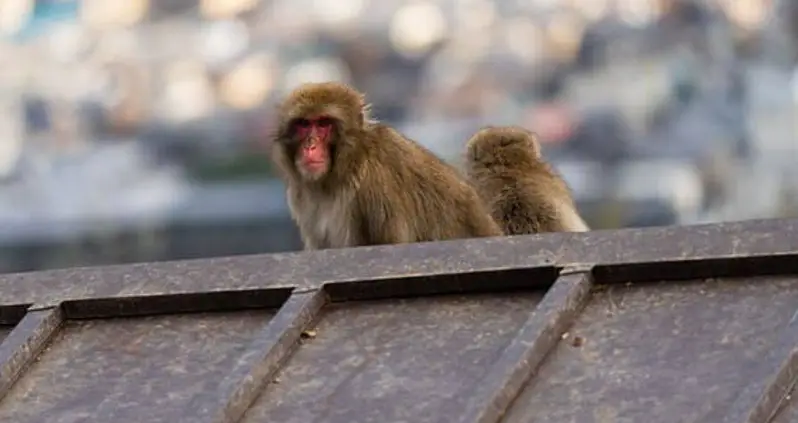 A ‘Monkey Gang’ Is Terrorizing The Japanese City Of Yamaguchi — And Residents Are Fighting Back