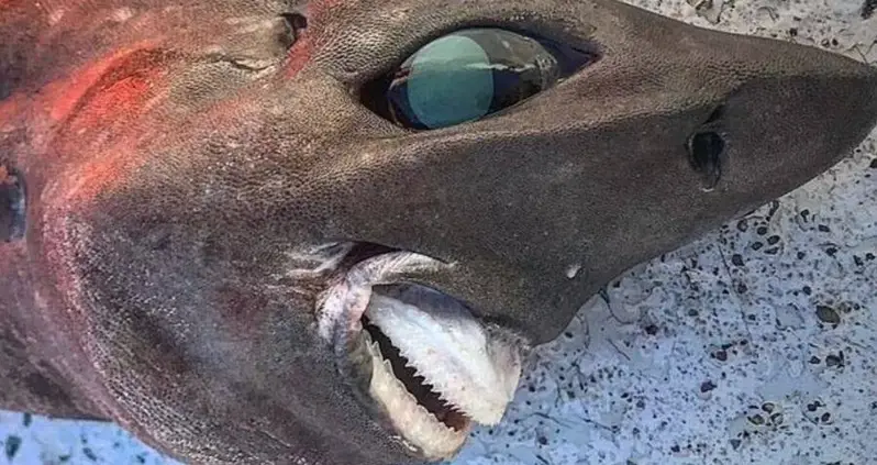 A Fisherman Just Caught This Creepy ‘Nightmare Shark’ In Australia — And Experts Are Baffled