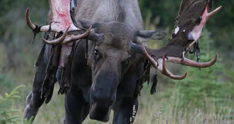 Bow Hunter In Colorado Suffers Severe Injuries After Being Gored By The Moose He Was Trying To Kill