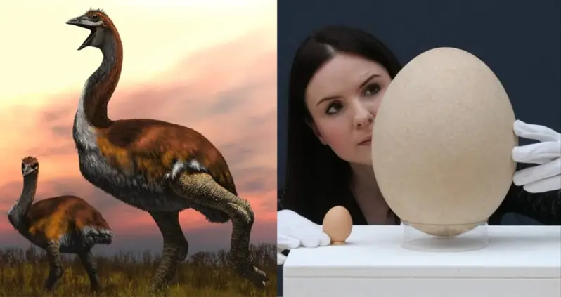 Elephant Bird: The Extinct 1,700-Pound Creature From Madagascar That Was The Largest Bird To Ever Live