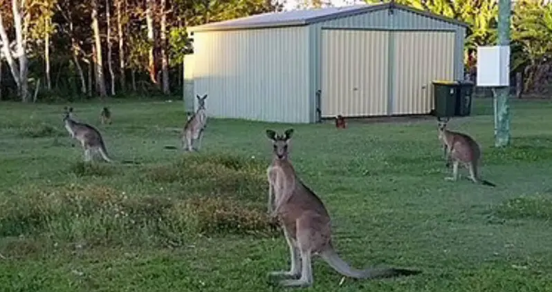 This Tiny Village In Australia Is Under Siege By A Gang Of 80 Aggressive Kangaroos