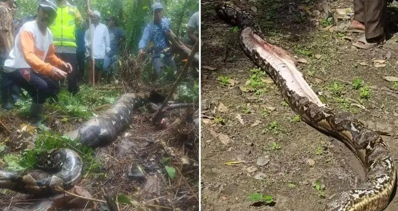 Missing Grandmother’s Body Found Swallowed Whole By 22-Foot Python