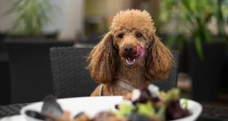 A Fine Dining Restaurant For Dogs Just Opened In San Francisco — Featuring A $75 Tasting Menu