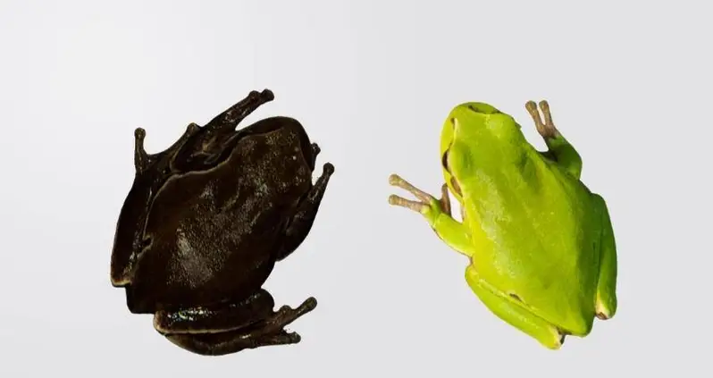 Tree Frogs Near Chernobyl Have Adapted To The Radiation By Changing Colors, New Study Finds