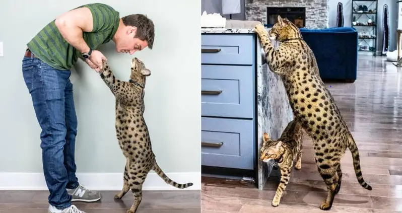Meet Fenrir, The Michigan Feline Just Crowned The World’s Tallest Domestic Cat
