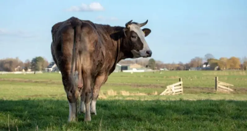 New Zealand Just Announced A Plan To Tax Cow Farts In Order To Fight Climate Change