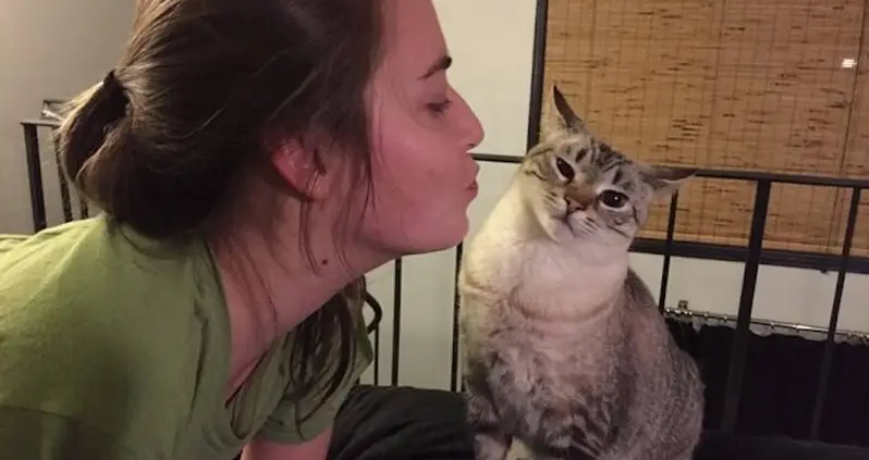 New Study Finds That Your Cat Does Know You’re Talking To It — It’s Just Ignoring You