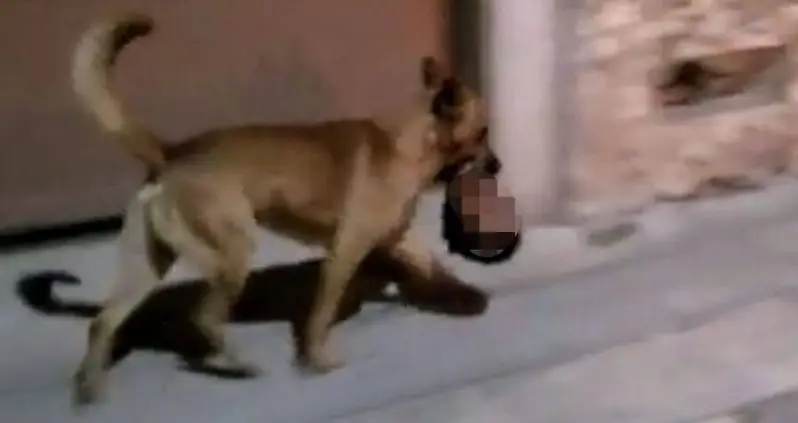 Stray Dog Steals Severed Human Head From The Scene Of A Cartel-Related Murder