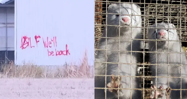 Activists In Ohio Just Set Free Up To 40,000 Minks That Were Being Raised For Their Fur