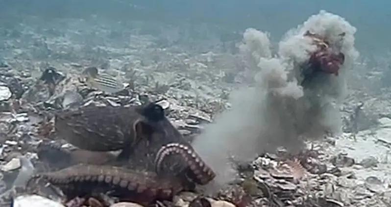 Surprising Video Shows Octopuses Throwing Objects — Often At Other Octopuses That Annoy Them