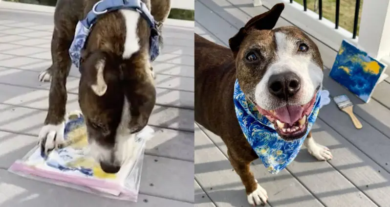 Meet ‘Van Gogh,’ The One-Eared Dog Who Paints Masterpieces With His Tongue