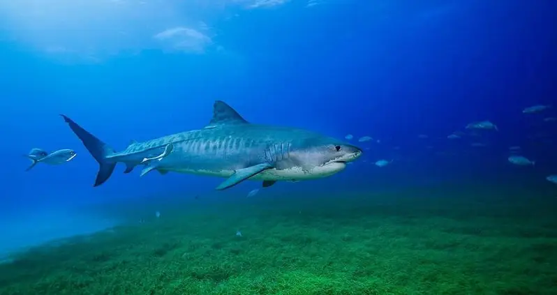 Tiger Sharks With Cameras Strapped To Their Backs Just Helped Researchers Map The World’s Largest Seagrass Meadow