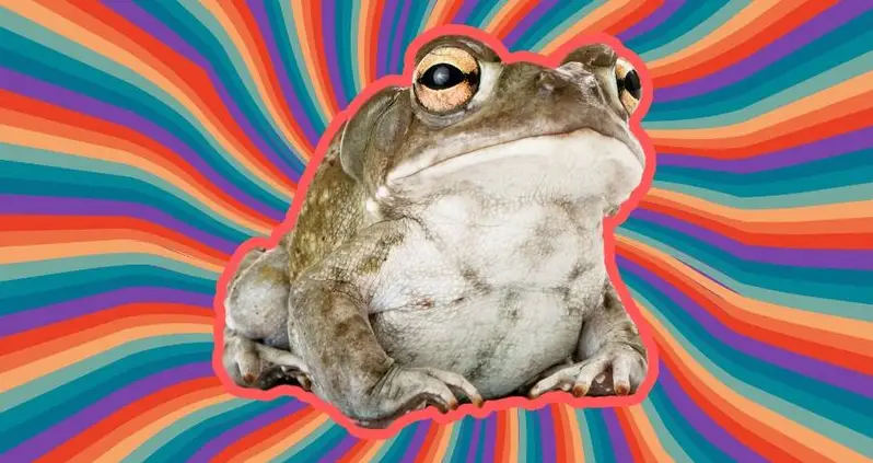Please Refrain From Licking These Psychedelic Toads, National Park Service Warns