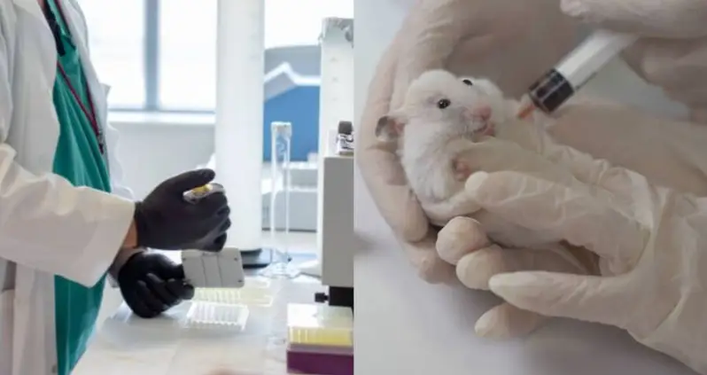 A Vaccine To Treat Fentanyl Addiction Works On Rats — And Is Now Ready For Human Testing