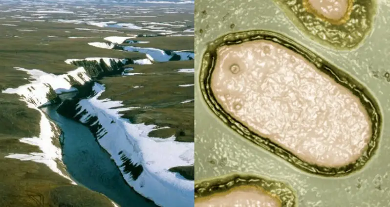 Scientists ‘Awaken’ 13 Prehistoric Viruses From The Siberian Permafrost — And Warn That Climate Change Could Rouse More