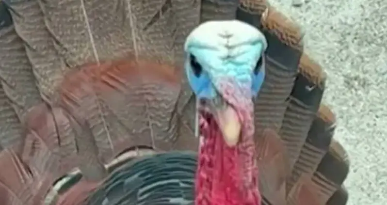 A Troop Of Terrifying Turkeys Have Been Terrorizing A Massachusetts Town