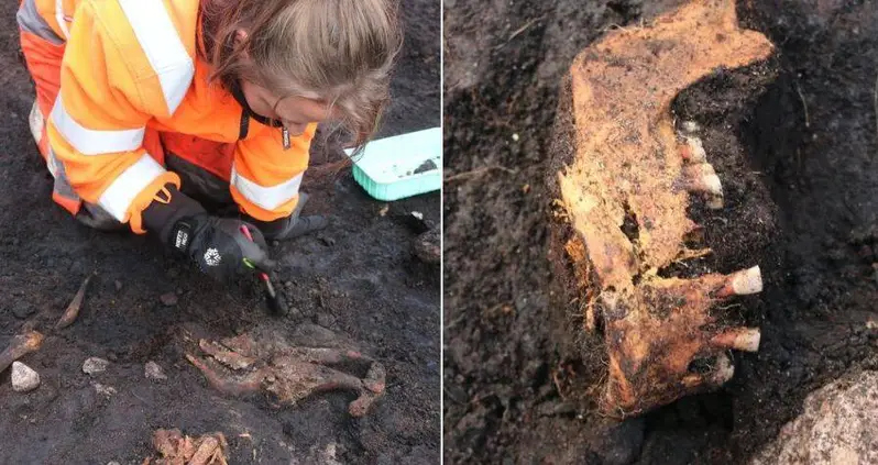 A 5,000-Year-Old ‘Bog Body’ Discovered In Denmark May Have Been A Victim Of Human Sacrifice