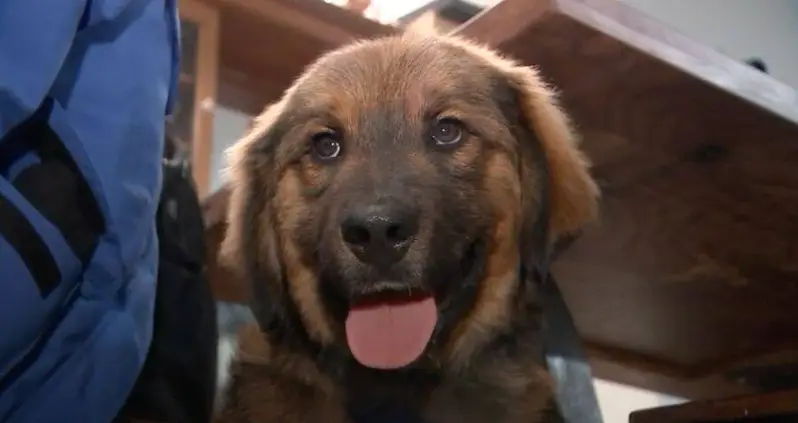 A Puppy Was Just Rescued After Surviving A ‘Miracle’ Swim Across The Hudson River